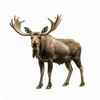 photo of Moose with no background with white back