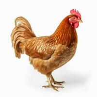 photo of chicken with no background with white back