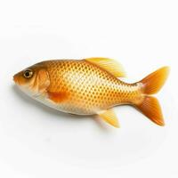 photo of fish with no background with white back