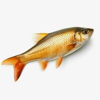 photo of fish with no background with white back