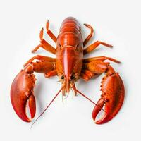 photo of lobster with no background with white back