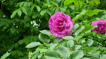 Beautiful pink rose in the garden on a background of green leaves video