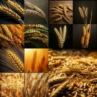 product shots of barley high quality 4k ultra hd photo