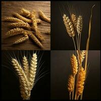 product shots of barley high quality 4k ultra hd photo