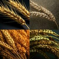 product shots of barley high quality 4k ultra hd photo