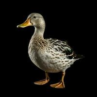 product shots of photo of duck with no background