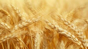 wheat color texture high quality photo