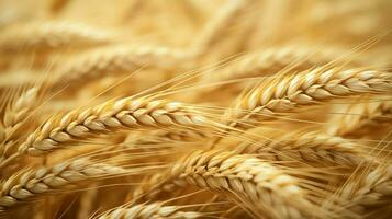 wheat color texture high quality photo