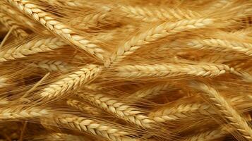 wheat color texture high quality photo