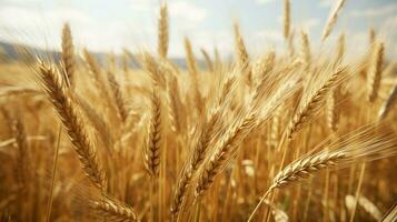 wheat color texture high quality photo