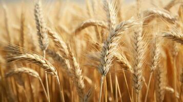 wheat color texture high quality photo