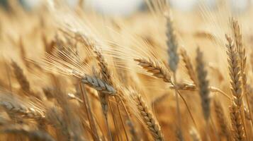 wheat color texture high quality photo