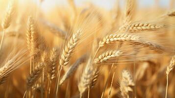 wheat color texture high quality photo