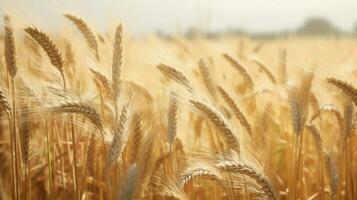 wheat color texture high quality photo