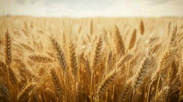 wheat color texture high quality photo