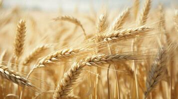 wheat color texture high quality photo