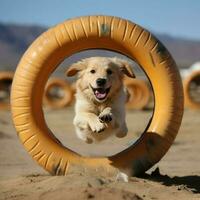 A clever dog completing an obstacle course photo