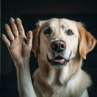 A friendly dog offering a paw for a handshake photo