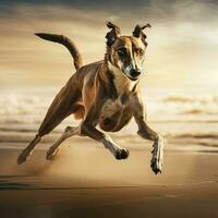 A graceful greyhound sprinting at full speed photo