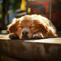 A sleepy pooch basking in the sun photo