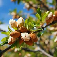 Almonds high quality 4k hdr photo