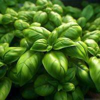 Basil high quality 4k hdr photo