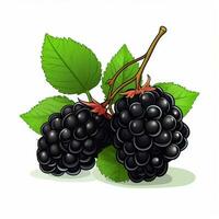 Blackberries 2d vector illustration cartoon in white backg photo