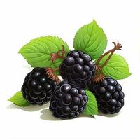 Blackberries 2d vector illustration cartoon in white backg photo