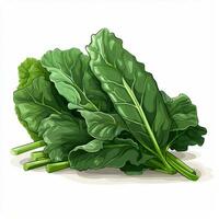 Collards 2d vector illustration cartoon in white backgroun photo