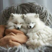 Cuddly creatures with soft fur begging for cuddle sessions photo