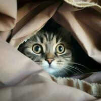 Curious cat peeking out from behind a curtain photo