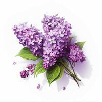 Lilac 2d cartoon illustraton on white background high quality photo