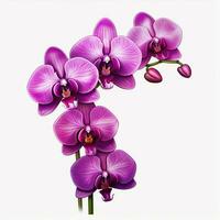 Orchid 2d cartoon illustraton on white background high qua photo