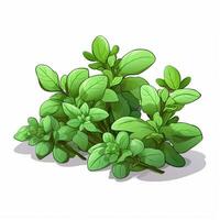 Oregano 2d vector illustration cartoon in white background photo