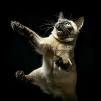 Playful Tonkinese cat chasing its own tail in excitement photo