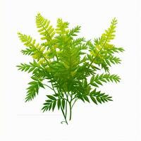 Ragweed 2d cartoon vector illustration on white background photo