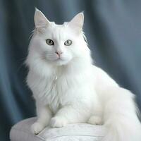 real turco angora gato con un lujoso blanco Saco foto
