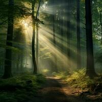 Stillness in a tranquil forest with beams of sunlight brea photo