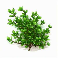 Thyme 2d cartoon vector illustration on white background h photo