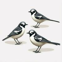 Wagtails 2d cartoon illustraton on white background high q photo