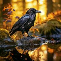 Crow wild life photography hdr 4k photo