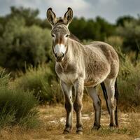 Donkey full shot high quality hdr 16k ultra hd wild life photo