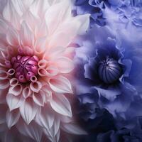 pale pink vs deep indigo high quality photo