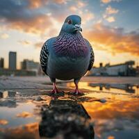 Pigeon wild life photography hdr 4k photo