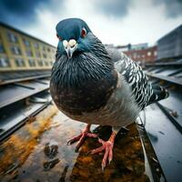 Pigeon wild life photography hdr 4k photo