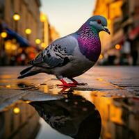 Pigeon wild life photography hdr 4k photo