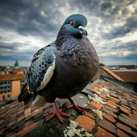 Pigeon wild life photography hdr 4k photo