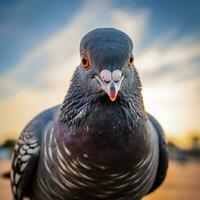 Pigeon wild life photography hdr 4k photo