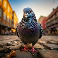 Pigeon wild life photography hdr 4k photo