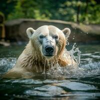 Polar bear wild life photography hdr 4k photo